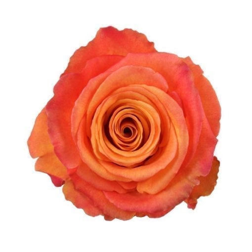 Picture of Rose Confidential