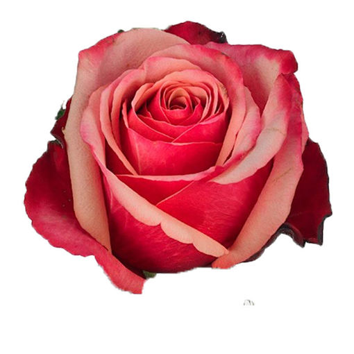 Picture of Rose Pompidou