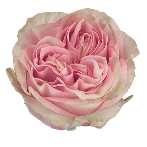 Picture of Rose Garden Sweet Surrender