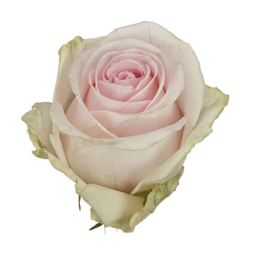 Picture of Rose Sweet Revival