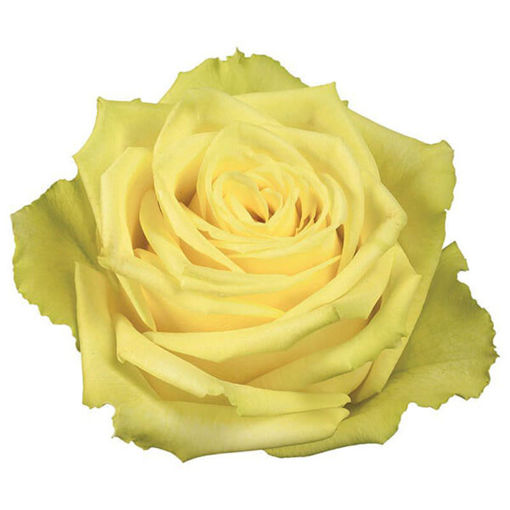 Picture of Rose Vanilla Sky