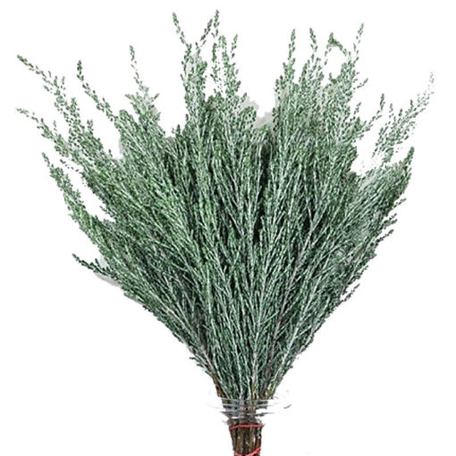 Picture of Ozothamus Sussex Silver