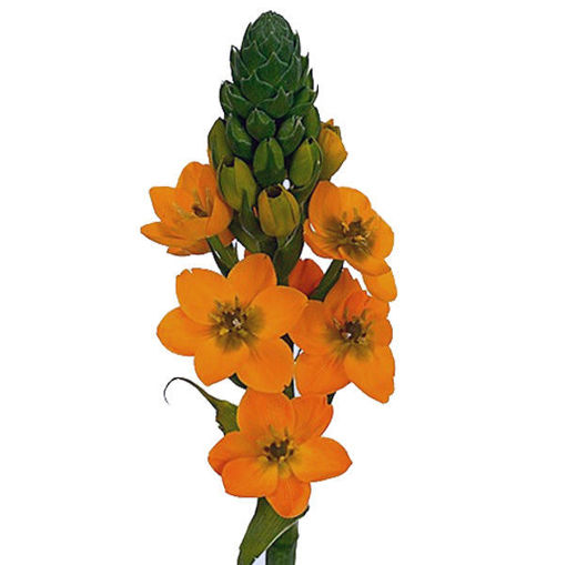 Picture of Ornithogalum Dubium Sunshine