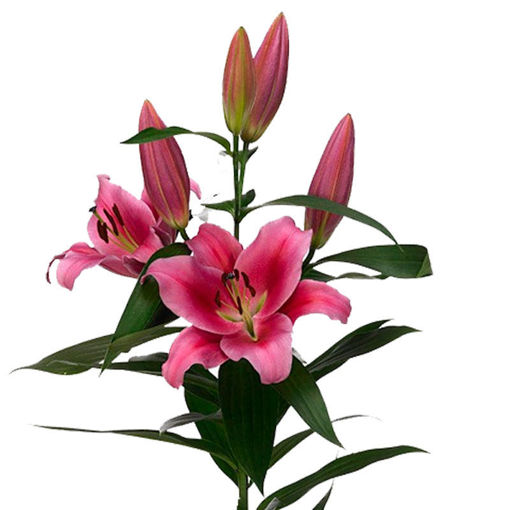 Picture of Lillium Oriental Dalian