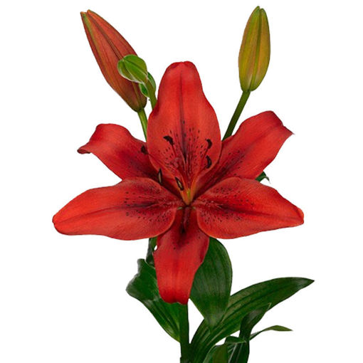 Picture of Lillium LA Original Love