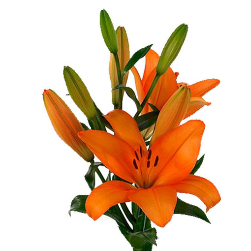 Picture of Lillium LA Honesty