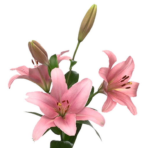 Picture of Lillium LA Brindisi
