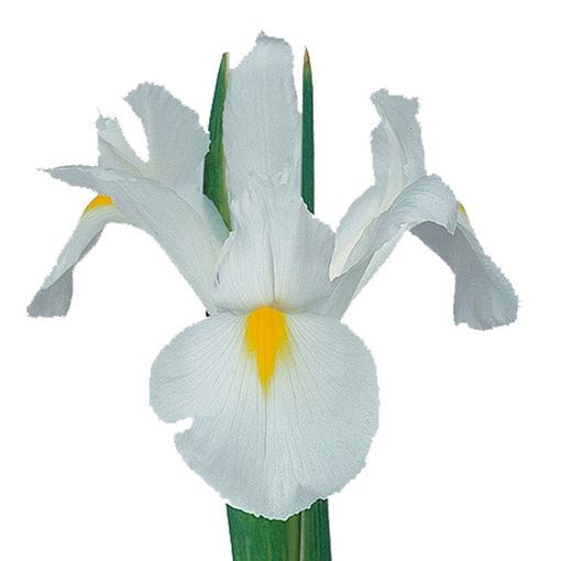 Picture of Iris White Magic
