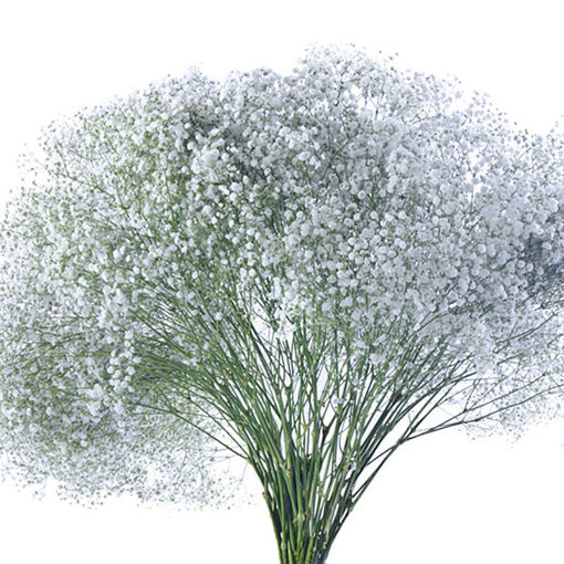 Picture of Gypsophila Million Stars