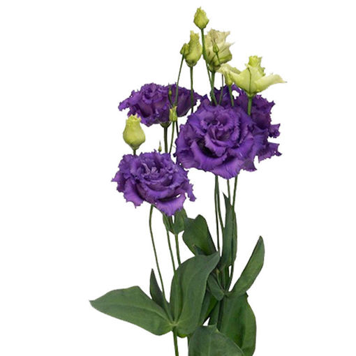 Picture of Lisianthus Alissa Blue