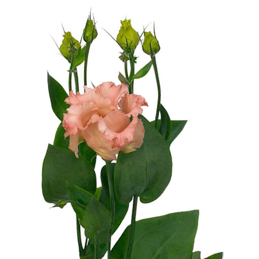 Picture of Lisianthus Falda Salmon