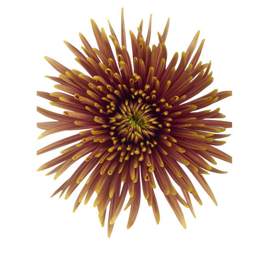 Picture of Chrysant. Disbud Saffina Dark