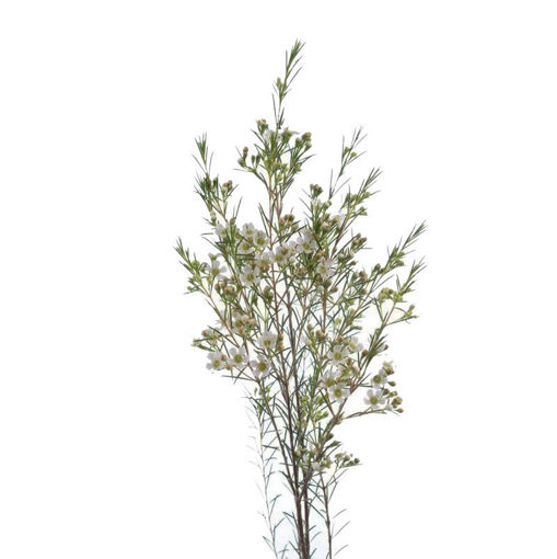 Picture of Wax Flower Luna