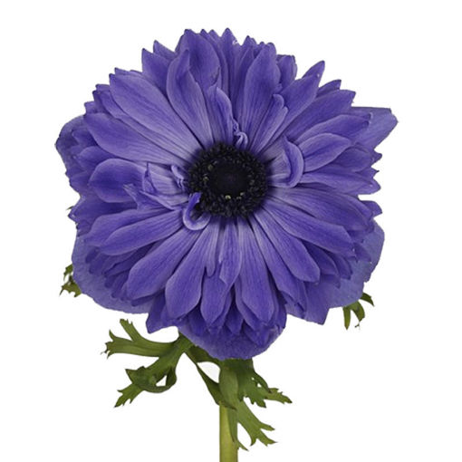 Picture of Anemone Full Star Blue