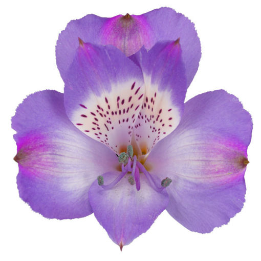 Picture of Alstroemeria Ardenne