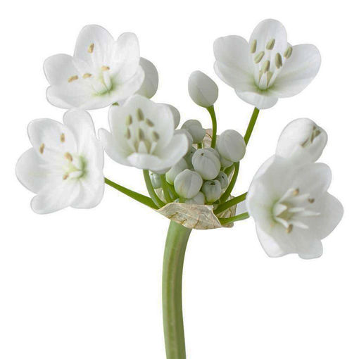 Picture of Allium Neopolitanum