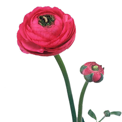 Picture of Ranunculus Elegance Hot Pink