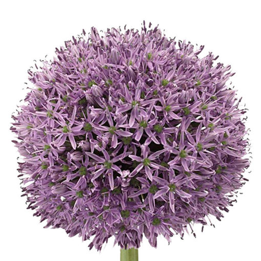 Picture of Allium Gladiator