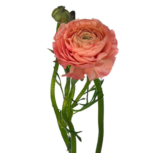 Picture of Ranunculus Elegance Salmon