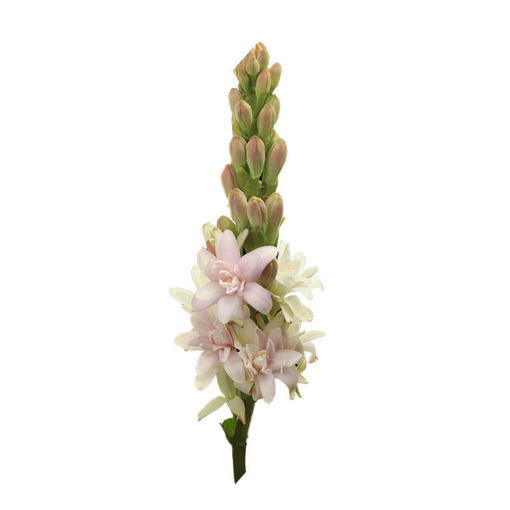 Picture of Polyanthus Tuberosa Pink Sapphire