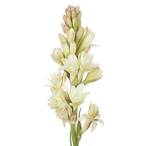 Picture of Polyanthus Tuberosa