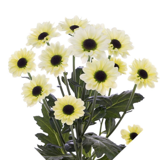Picture of Chrysant. Santini Yin Yang
