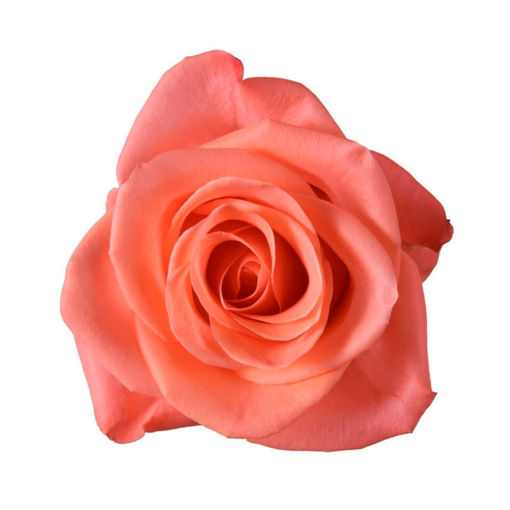 Picture of Rose Wow