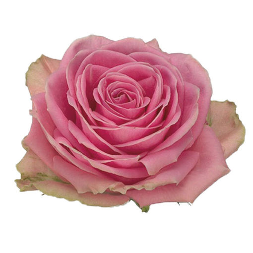 Picture of Rose Wham