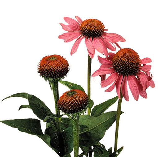 Picture of Echinacea Purpurea