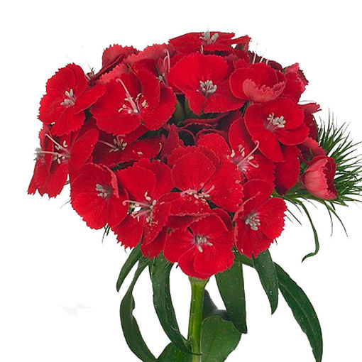 Picture of Dianthus Barbatus Soft Red