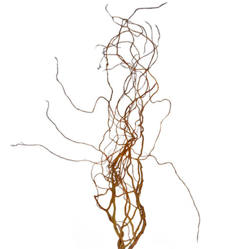 Picture of Corylus - Twisted Willow
