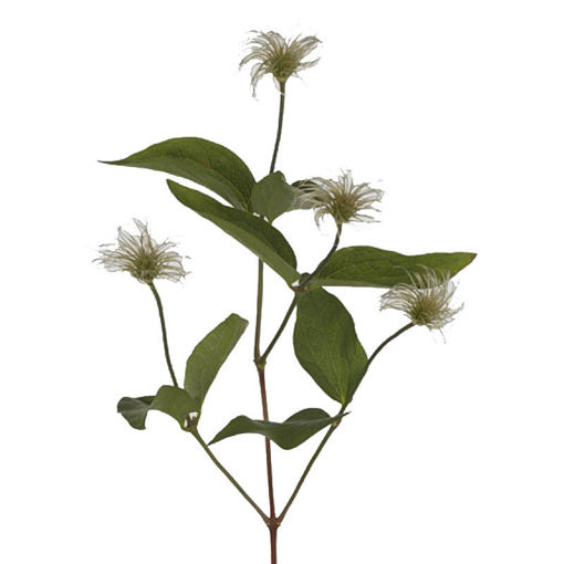 Picture of Clematis amazing Kibo