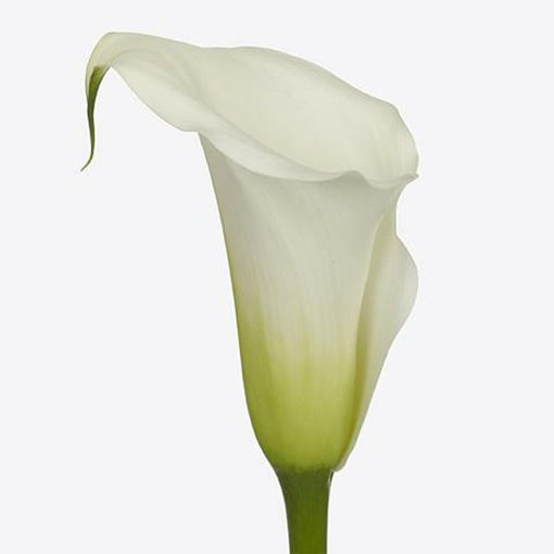Picture of Calla Lilly Captain Ventura