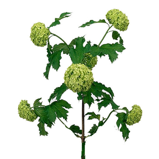 Picture of Viburnum Roseum