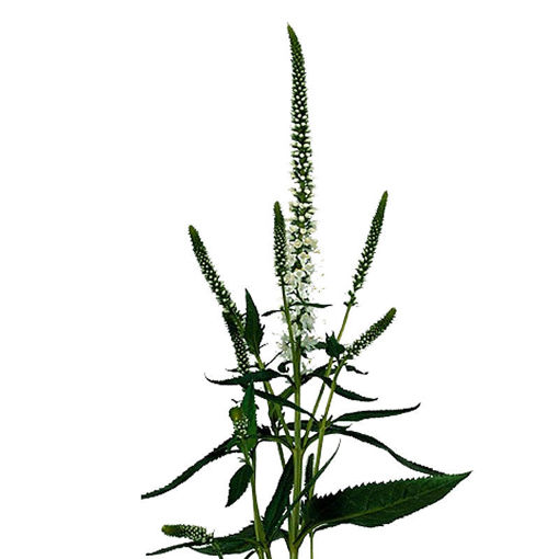 Picture of Veronica Spray Caya