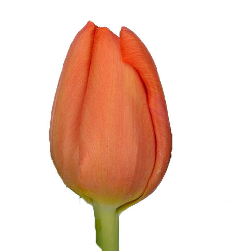 Picture of Tulip Delta Storm