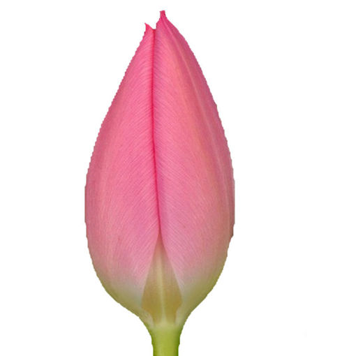 Picture of Tulip Christmas Dream