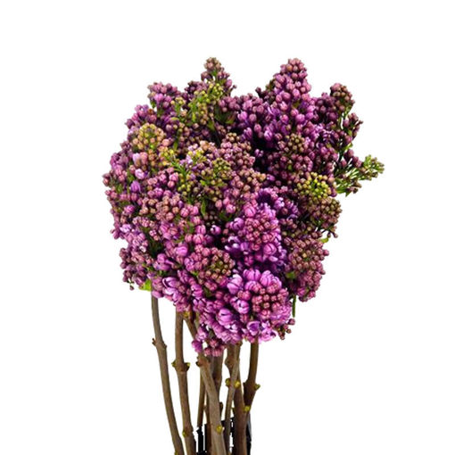 Picture of Syringa Vulgaris Dark Kloster