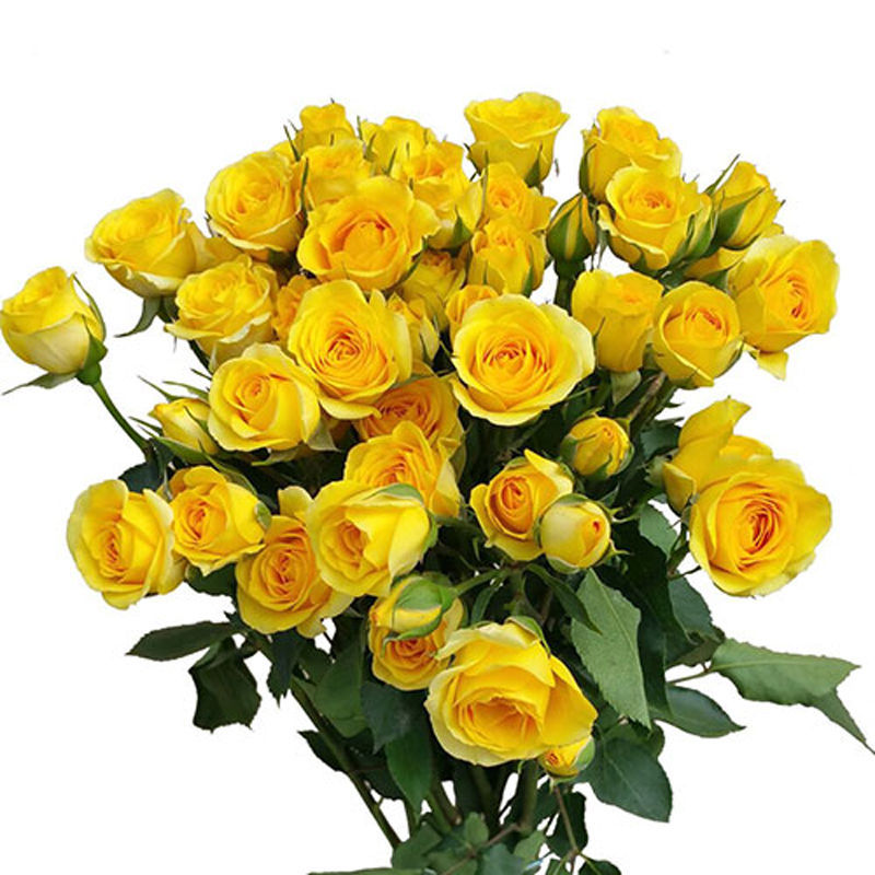 yellow spray roses