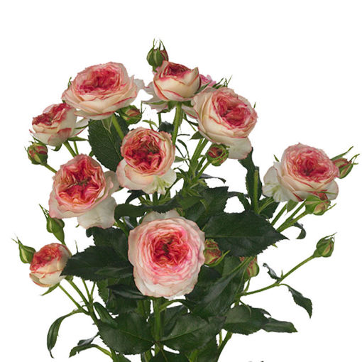 Picture of Rose Spray Sweet Stars