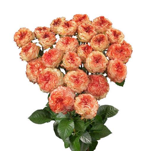 Picture of Rose Spray Show Flow