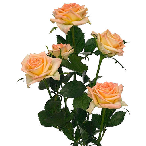 Picture of Rose Spray Lenne