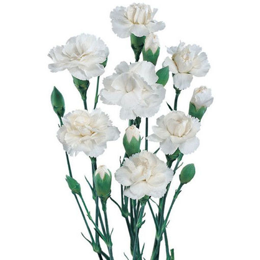 Picture of Carnation Spray White