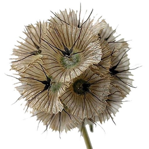 Picture of Scabiosa Stellata