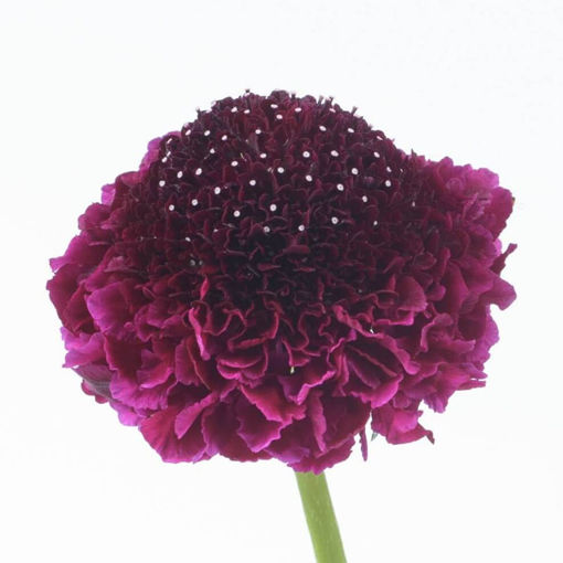 Picture of Scabiosa Red Velvet Scoop
