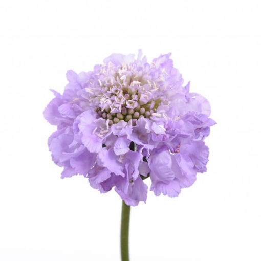Picture of Scabiosa  Lavender Scoop
