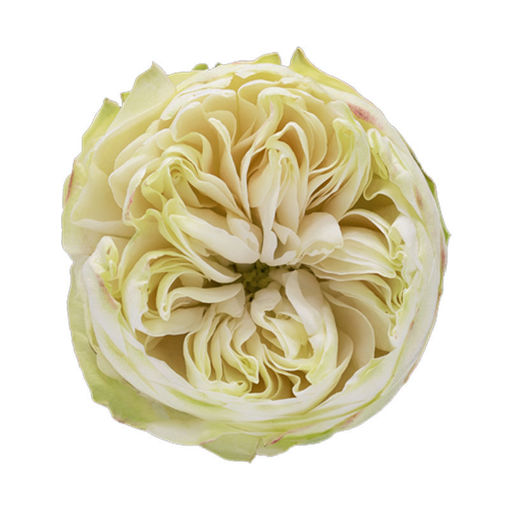 Picture of Rose Garden Kahala White
