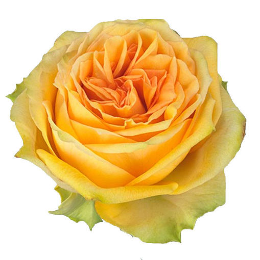 Picture of Rose Garden Lemon Finesse