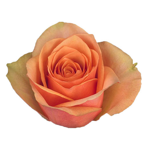 Picture of Rose Caracal