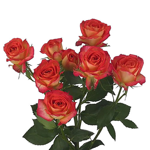 Picture of Rose spray Zadique